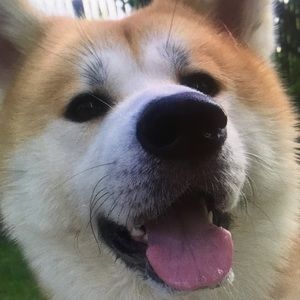 Meet your Posher, Dexter